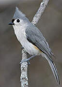 Tufted Titmouse