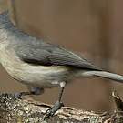 Mésange bicolore
