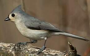 Tufted Titmouse