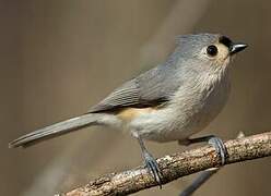 Tufted Titmouse