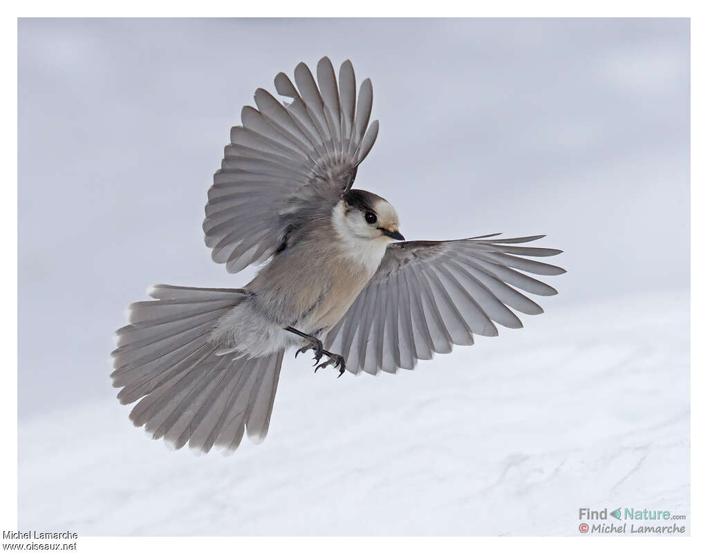 Grey Jay, Flight