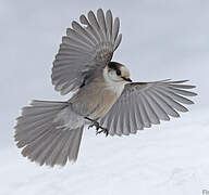 Canada Jay