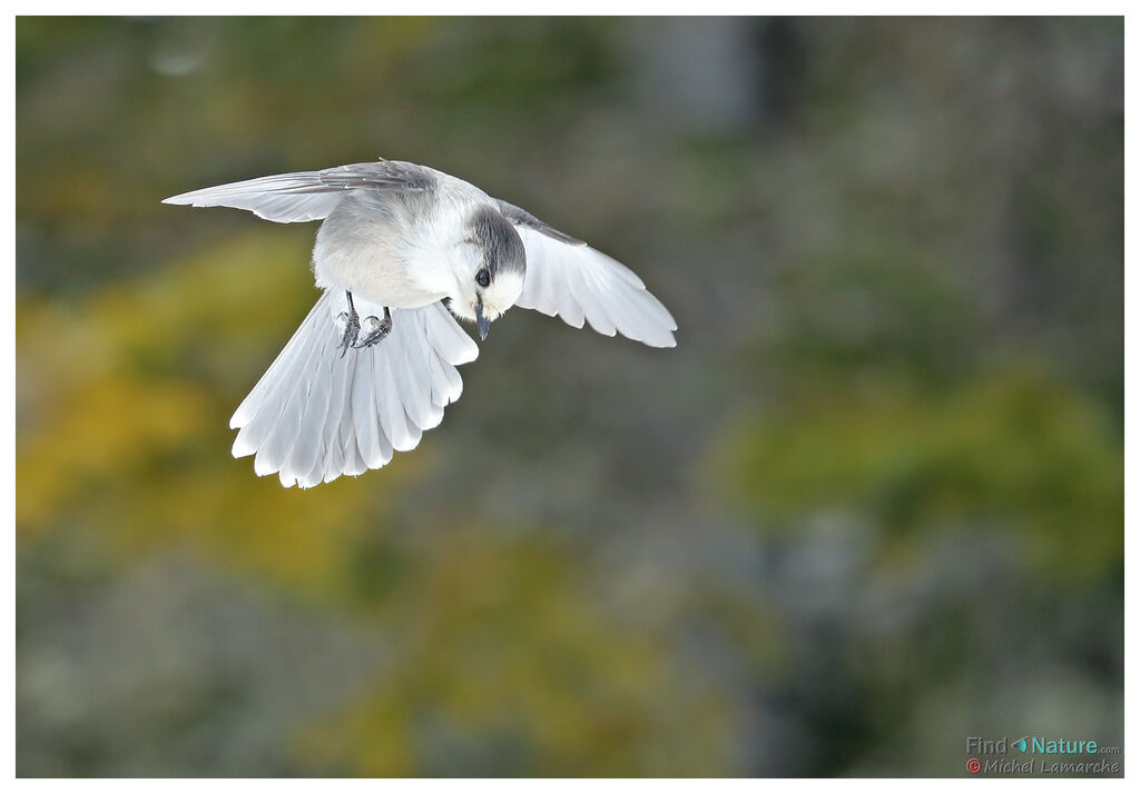 Grey Jay, Flight