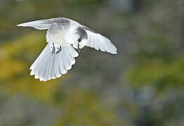 Canada Jay