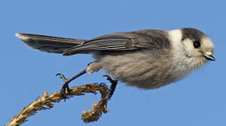 Grey Jay