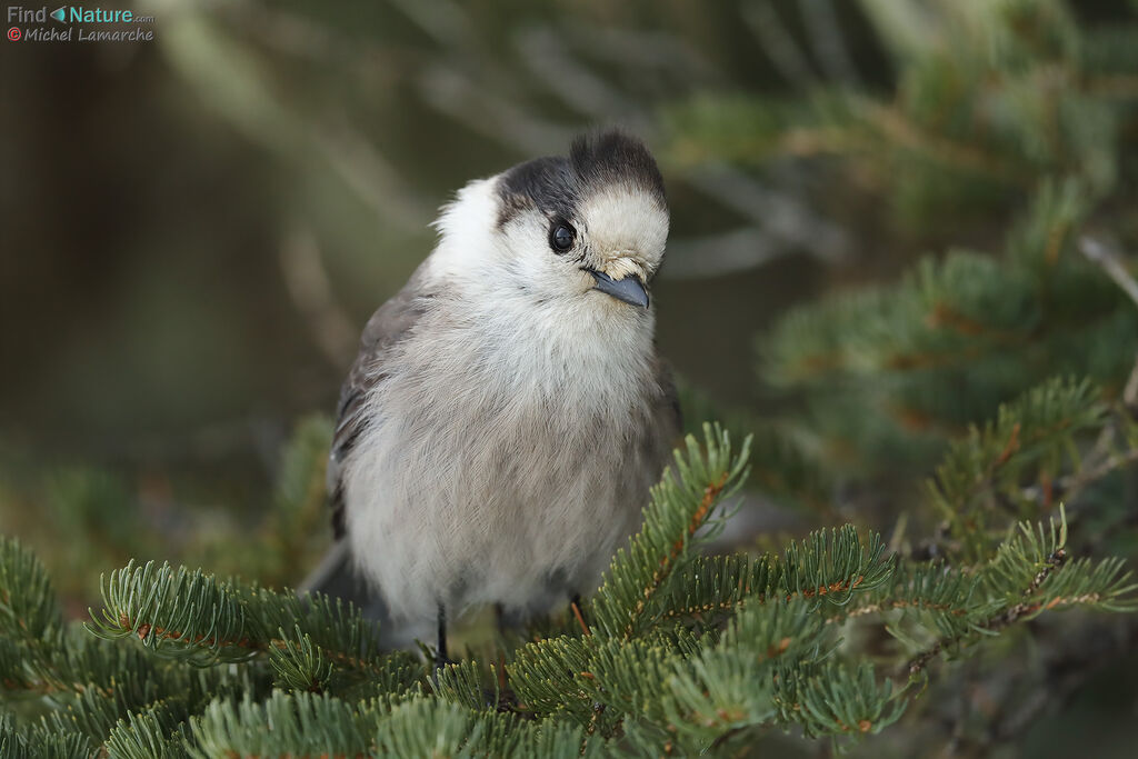 Grey Jay