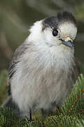 Grey Jay