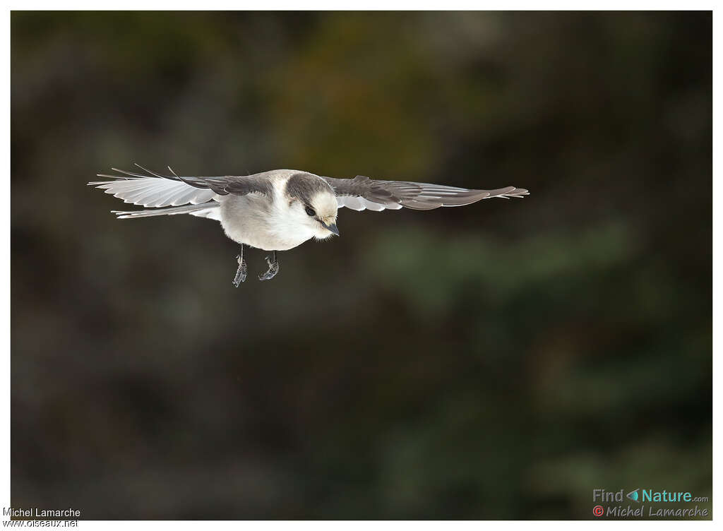 Canada Jayadult, Flight