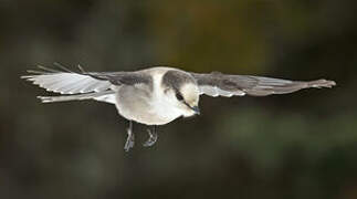 Grey Jay