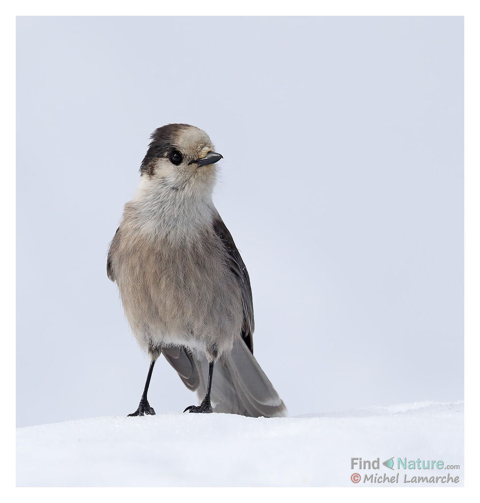 Grey Jay