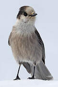 Grey Jay