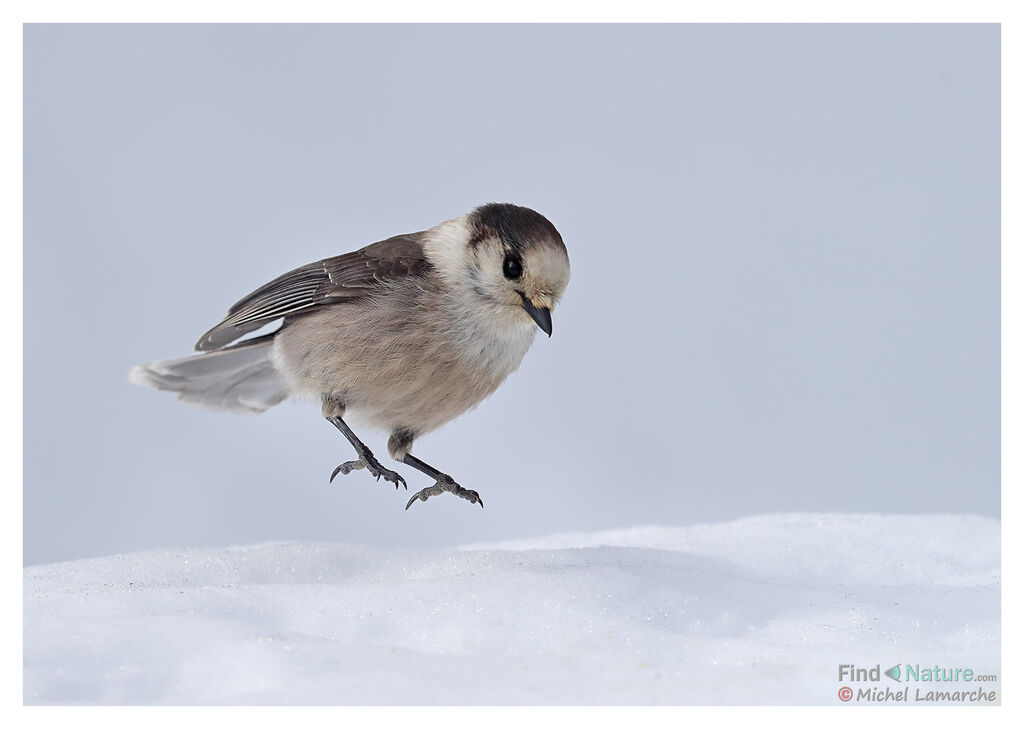 Grey Jay