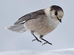 Grey Jay