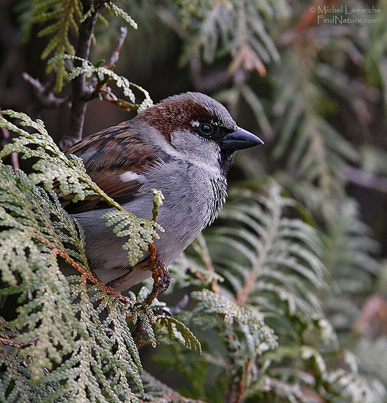 House Sparrow male adult