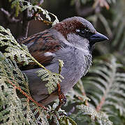 House Sparrow