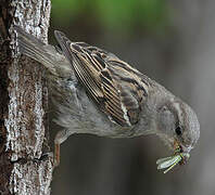 House Sparrow