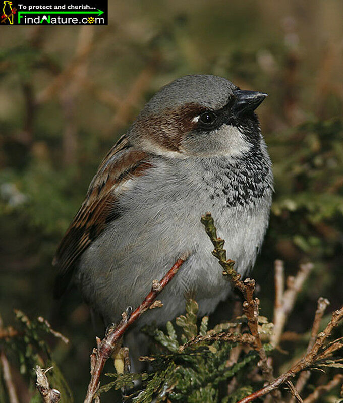 Moineau domestique mâle adulte