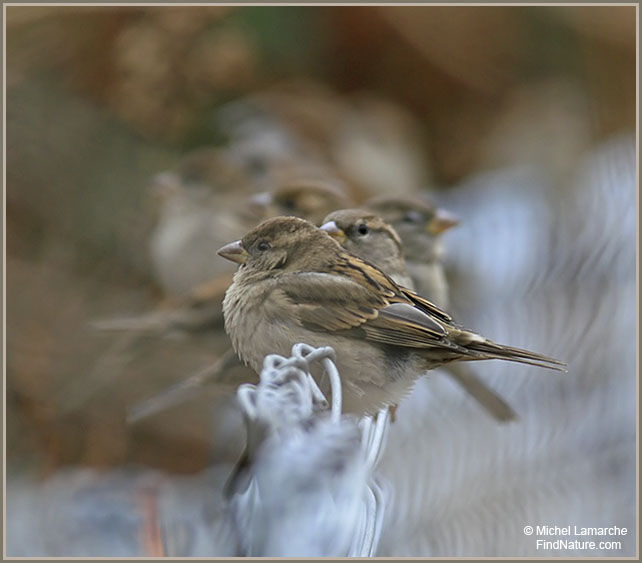 House Sparrow