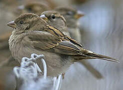 House Sparrow