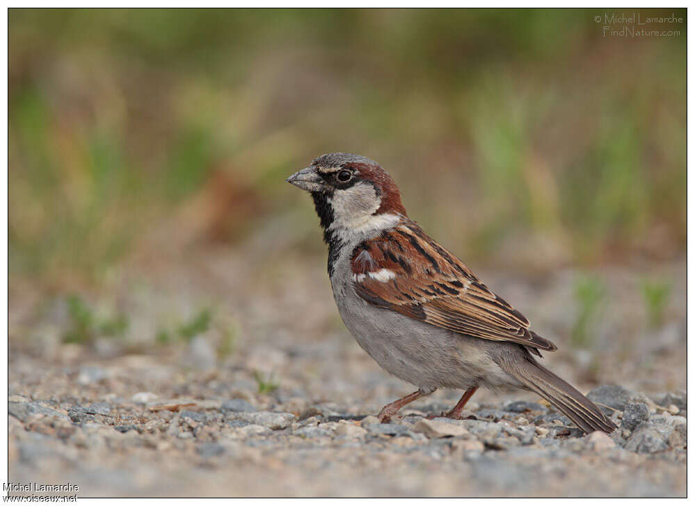 Moineau domestique mâle adulte, identification