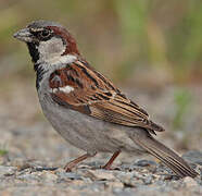 House Sparrow