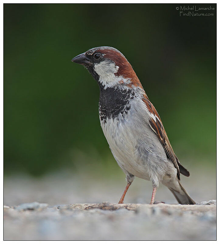 Moineau domestique mâle adulte