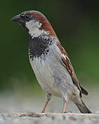 House Sparrow