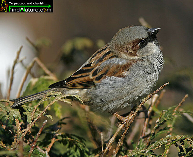 Moineau domestique mâle adulte