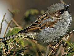 Moineau domestique