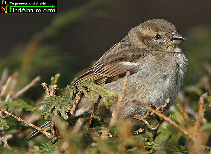 House Sparrow female adult