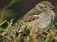 Moineau domestique