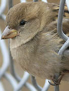 House Sparrow