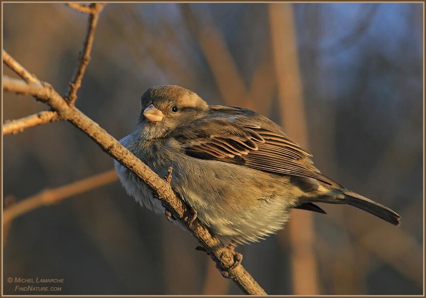 Moineau domestique femelle adulte