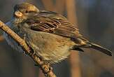 Moineau domestique