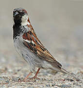 House Sparrow