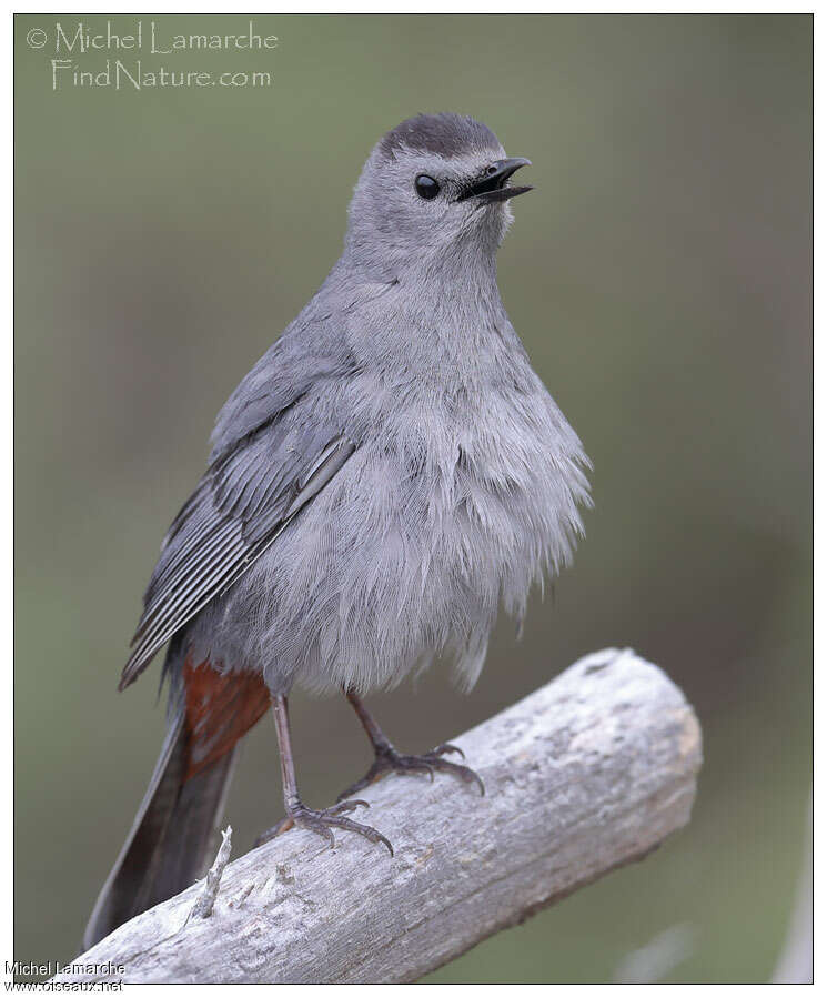 Grey Catbirdadult, pigmentation, Behaviour