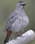 Grey Catbird