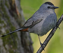 Grey Catbird