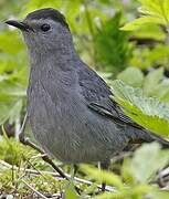 Grey Catbird