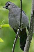 Grey Catbird