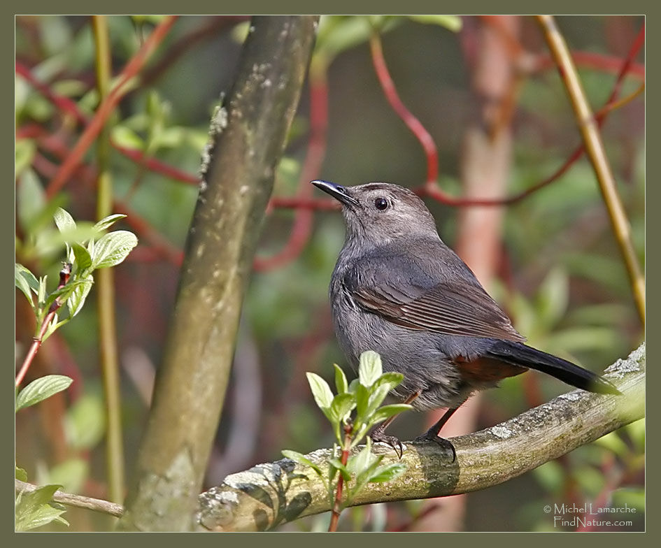 Grey Catbird