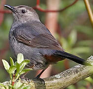 Grey Catbird