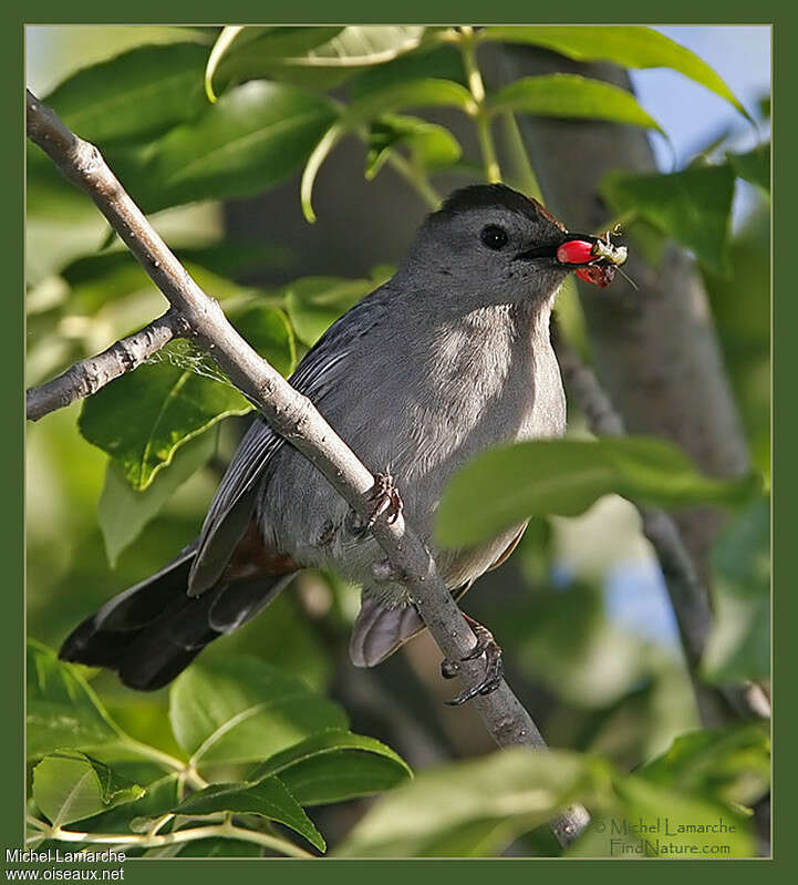 Grey Catbirdadult, feeding habits