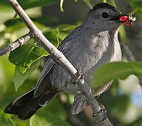 Grey Catbird