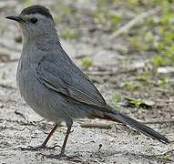 Grey Catbird