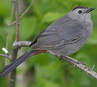 Grey Catbird