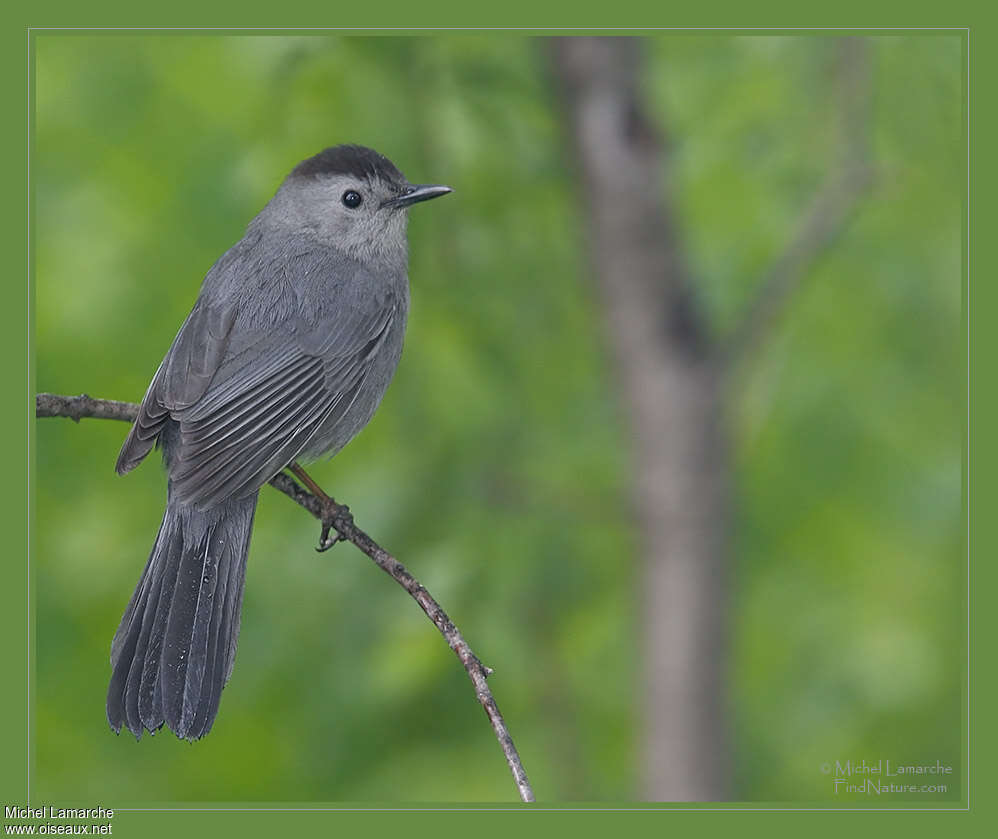 Grey Catbirdadult, pigmentation