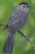 Grey Catbird