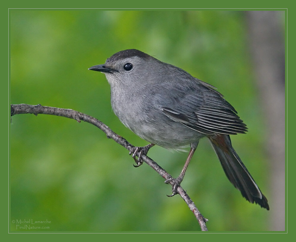 Grey Catbird