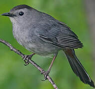 Grey Catbird